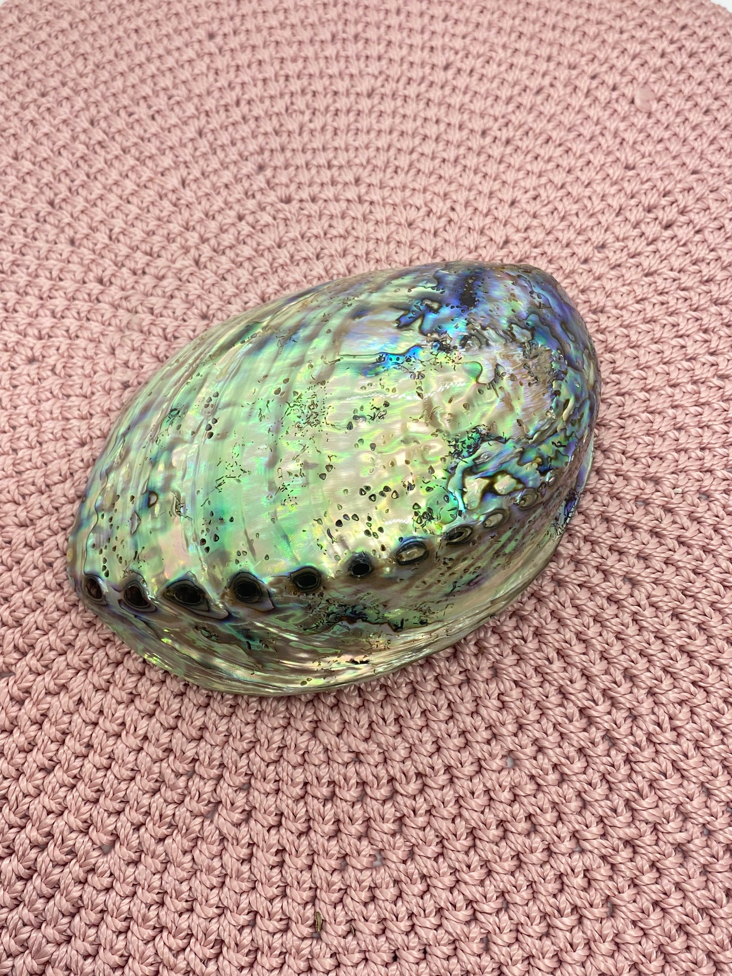 Abalone Shell Polished