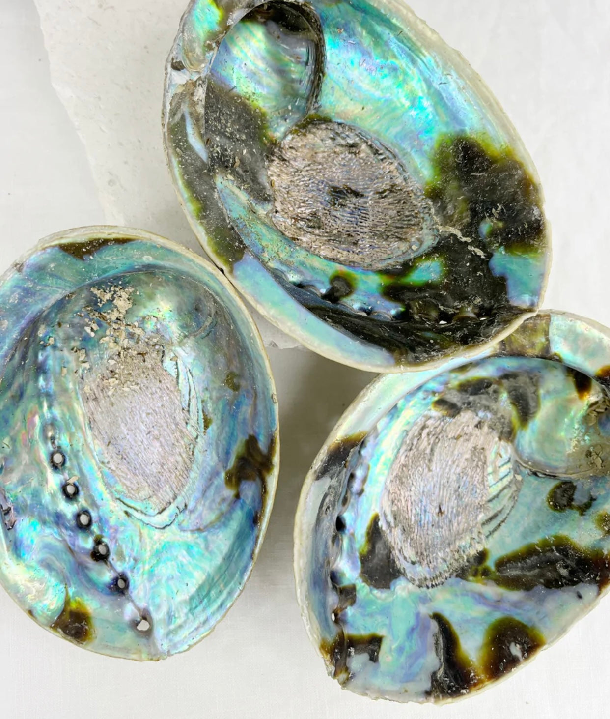 Abalone Shell Raw